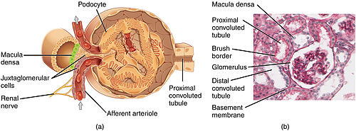 Juxtaglomerular_Apparatus_and_Glomerulus