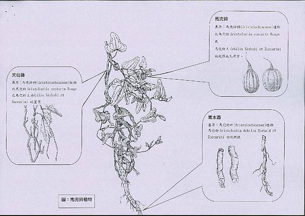 馬兜鈴植物各用部(藥材名：馬兜鈴、天仙藤、青木香)圖解.jpg