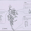 馬兜鈴植物各用部(藥材名：馬兜鈴、天仙藤、青木香)圖解.jpg