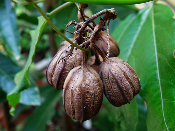 一張圖搞懂 含有馬兜鈴酸的中藥 趙藥師藥局的部落格 痞客邦