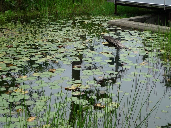 松園1.jpg 松園1.jpg
