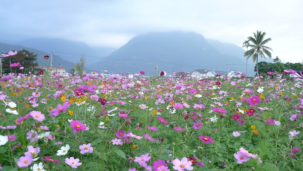 花蓮縣政府各類花.jpg