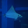 DSC00098.JPG