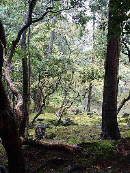 苔寺 (28).JPG