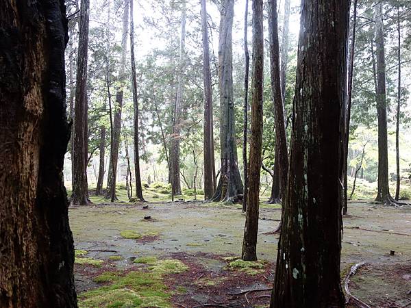 苔寺 (66).JPG