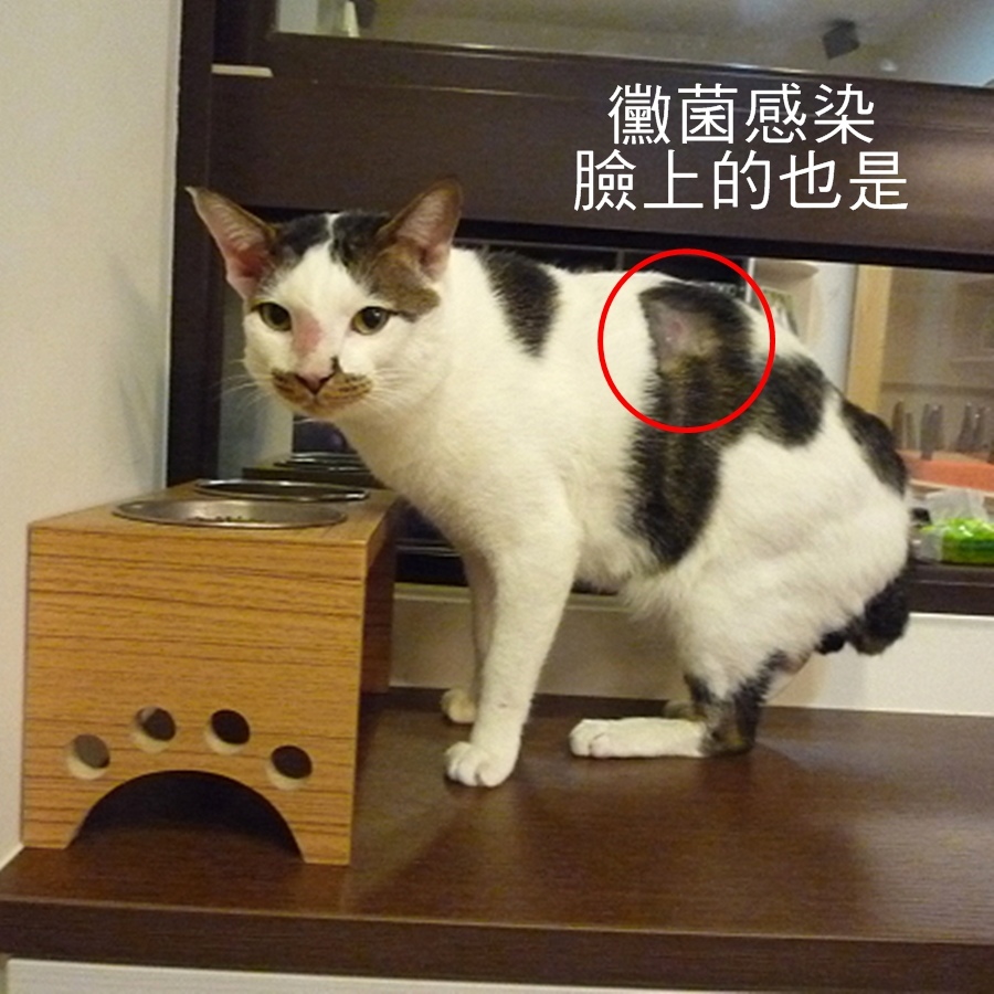 008_201201.JPG - 《MOMOCAT》養貓經驗談