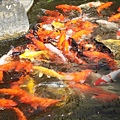 搶飼料吃的鯉魚