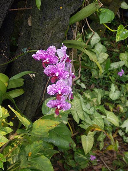 蘭花園