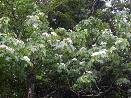 桐花樹