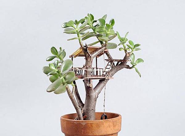 盆栽樹屋01.jpg 盆栽樹屋01.jpg
