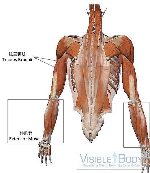 上肢肌群（後）.jpg