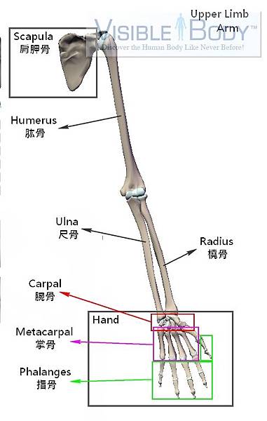 上肢骨骼.jpg