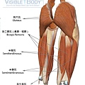 大腿肌肉（後）.jpg