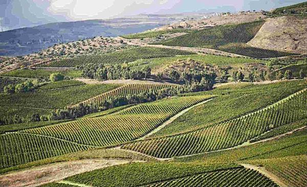 西西里島產區葡萄酒 Tasca D’Almerita1.jpg