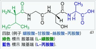 胜肽是由必需胺基酸所組成，也可以說是一種比較小的蛋白質