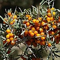 220px-Seabuckthorn_berries,_Nubra_valley,_Ladakh.jpeg