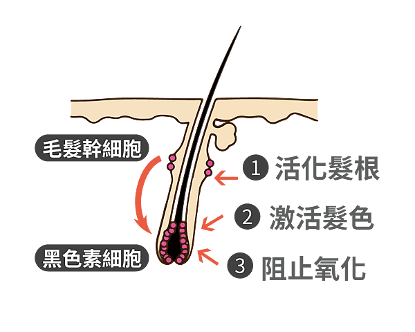 毛囊(透明).png