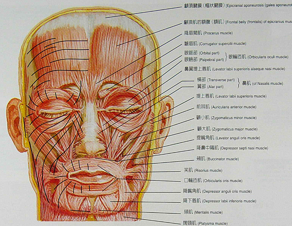 臉部肌肉