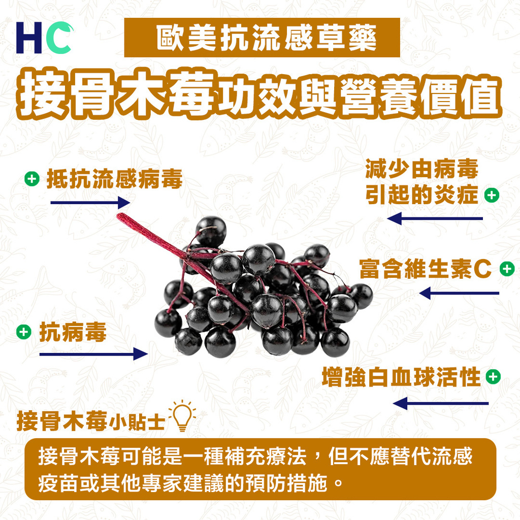 接骨木莓营养价值