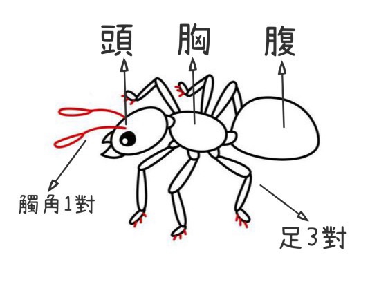 昆蟲構造.jpg