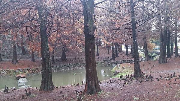 羅東運動公園落羽松