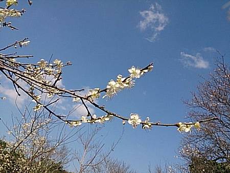 角板山公園梅花季