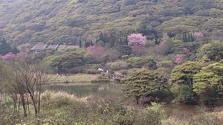 二子坪大屯自然公園櫻花開.陽明山秘境咖啡館--山上聊