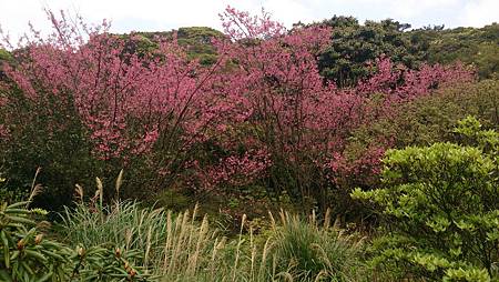 二子坪大屯自然公園櫻花開.陽明山秘境咖啡館--山上聊