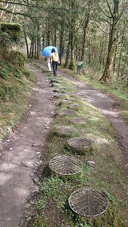 太平山台灣山毛櫸國家步道