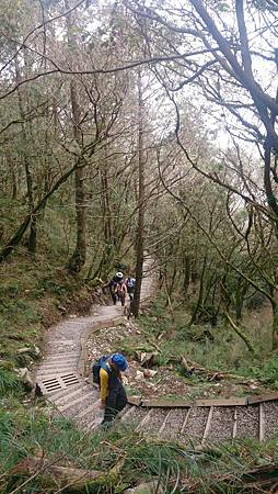 太平山台灣山毛櫸國家步道