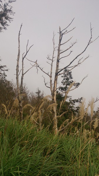 太平山台灣山毛櫸國家步道