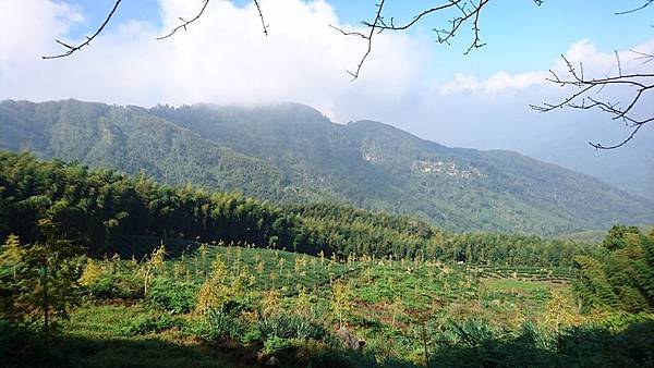 大崙山茶園與武岫農圃銀杏之秋