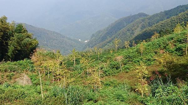 大崙山茶園與武岫農圃銀杏之秋