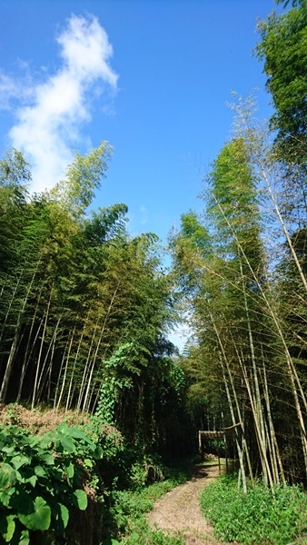 大崙山茶園與武岫農圃銀杏之秋