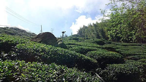 大崙山茶園與武岫農圃銀杏之秋