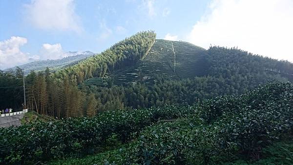 大崙山茶園與武岫農圃銀杏之秋