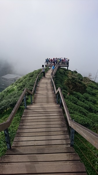 大崙山茶園與武岫農圃銀杏之秋