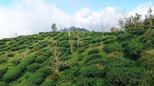 大崙山茶園與武岫農圃銀杏之秋