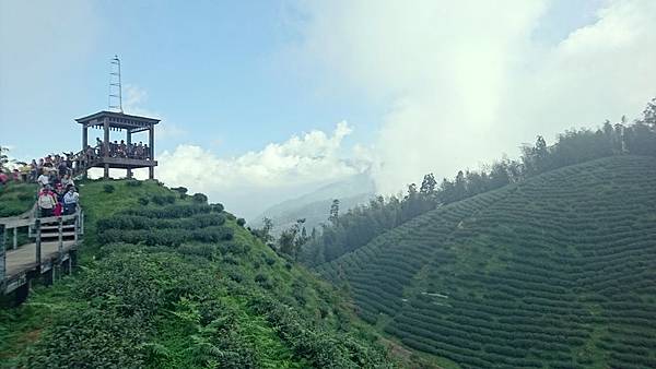 大崙山茶園與武岫農圃銀杏之秋