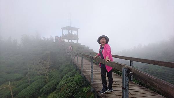 大崙山茶園與武岫農圃銀杏之秋