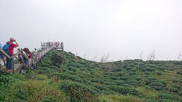 大崙山茶園與武岫農圃銀杏之秋