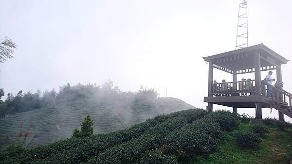 大崙山茶園與武岫農圃銀杏之秋