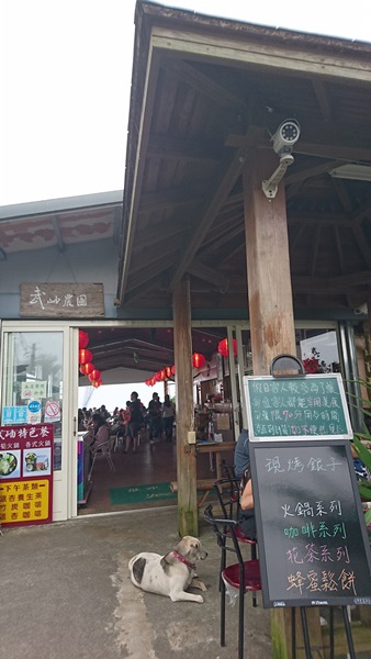 大崙山茶園與武岫農圃銀杏之秋