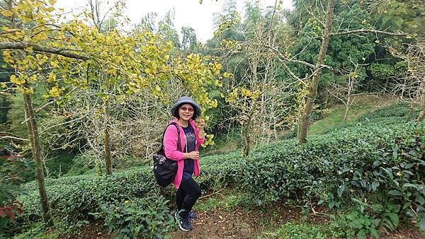 大崙山茶園與武岫農圃銀杏之秋