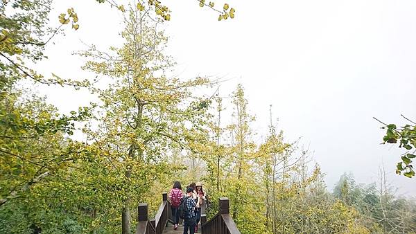 大崙山茶園與武岫農圃銀杏之秋