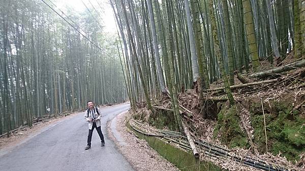 大崙山茶園與武岫農圃銀杏之秋