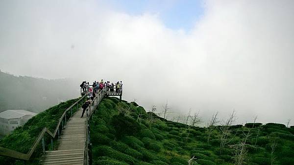 大崙山茶園與武岫農圃銀杏之秋