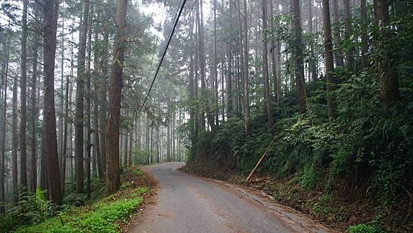 大崙山茶園與武岫農圃銀杏之秋