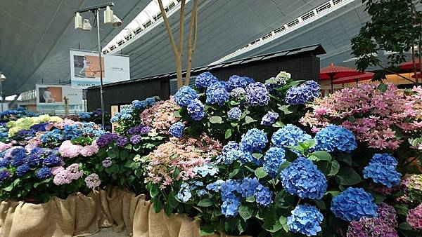 關東之旅—東京.羽田機場紫陽花展