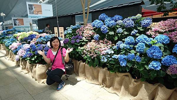 關東之旅—東京.羽田機場紫陽花展